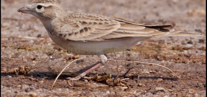 Greater Short-toed Lark standing on the ground