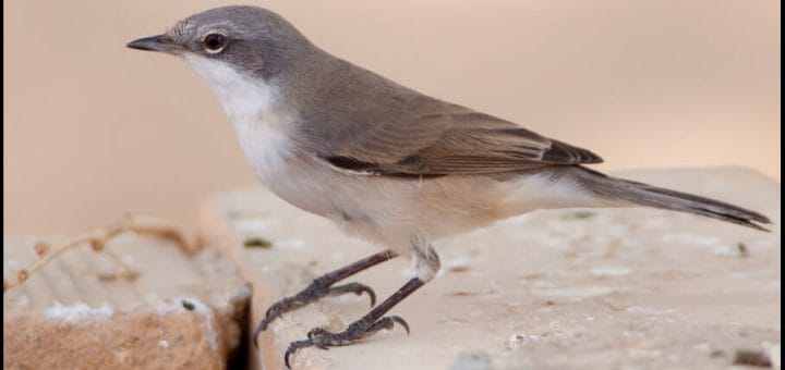 Hume’s Whitethroat perched on a rock