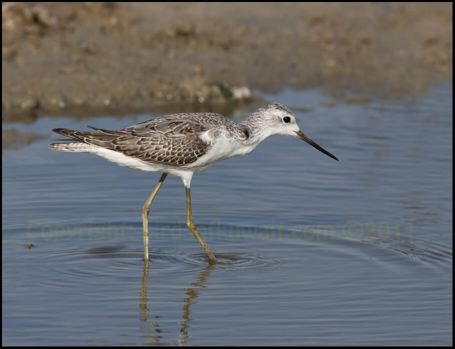 Marsh Sandpiper Tringa stagnatilis