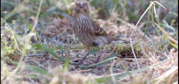 Common Rosefinch standing on the ground