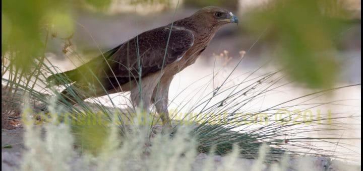 Bonelli's Eagle standing on the ground