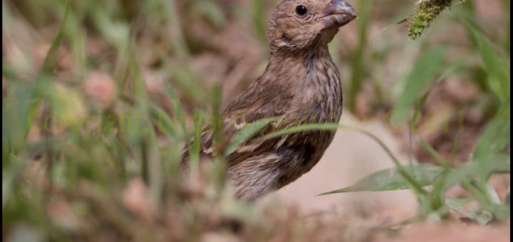 Common Rosefinch standing on the ground