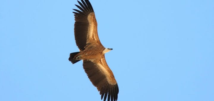 Eurasian Griffon Vulture in flight