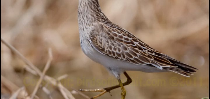 Pectoral Sandpiper standing on the ground