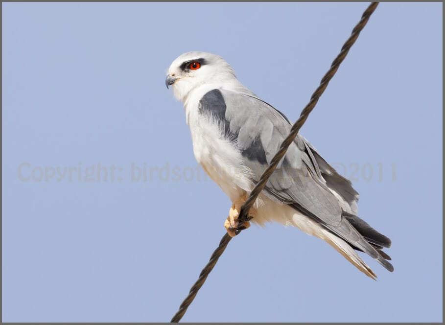 10/11/2011 at Jahra Pool Reserve, Jahra Farms and Pivot Fields | Birds ...