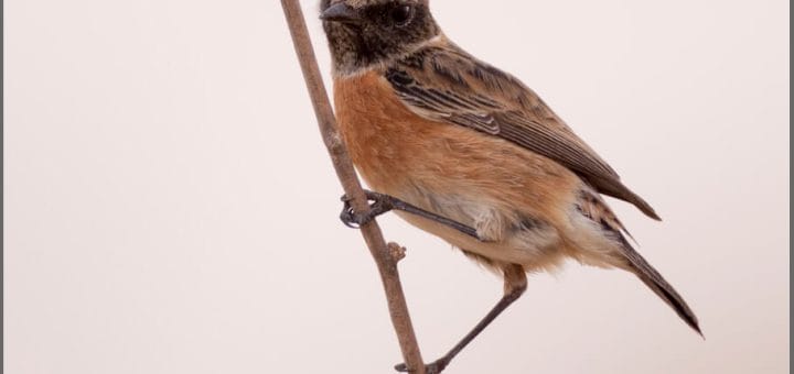 European Stonechat perched on a branch of a tree
