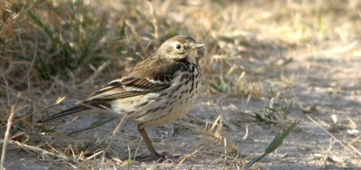 Buff-bellied Pipit standing on the ground