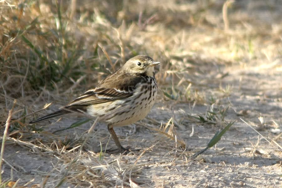 Buff-bellied Pipit standing on the ground