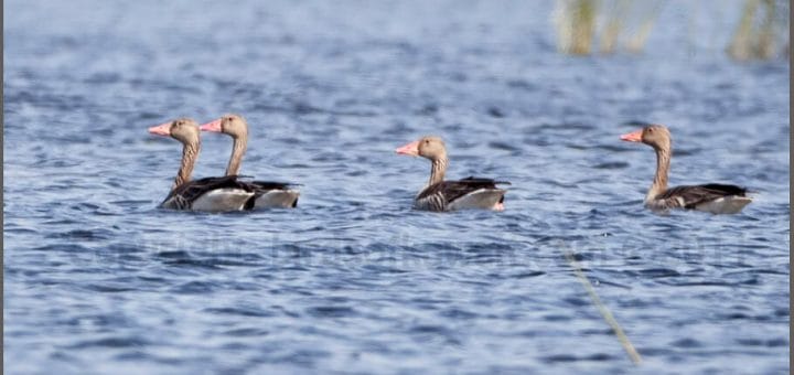 Eastern Greylag Goose swimming in water
