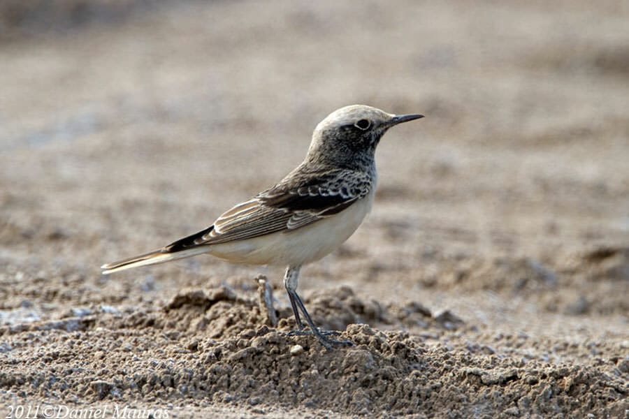 Hooded Wheatear on the ground