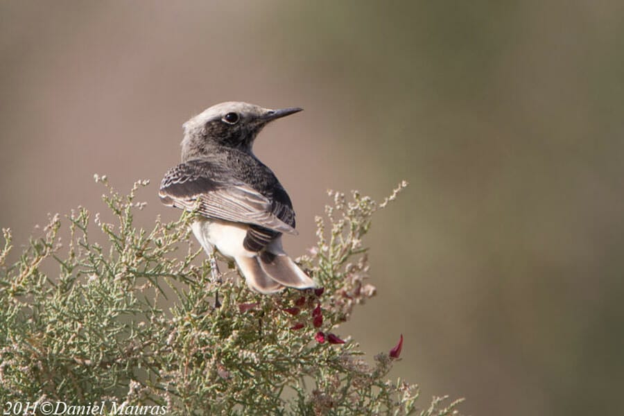 Hooded Wheatear perched on top of a tree