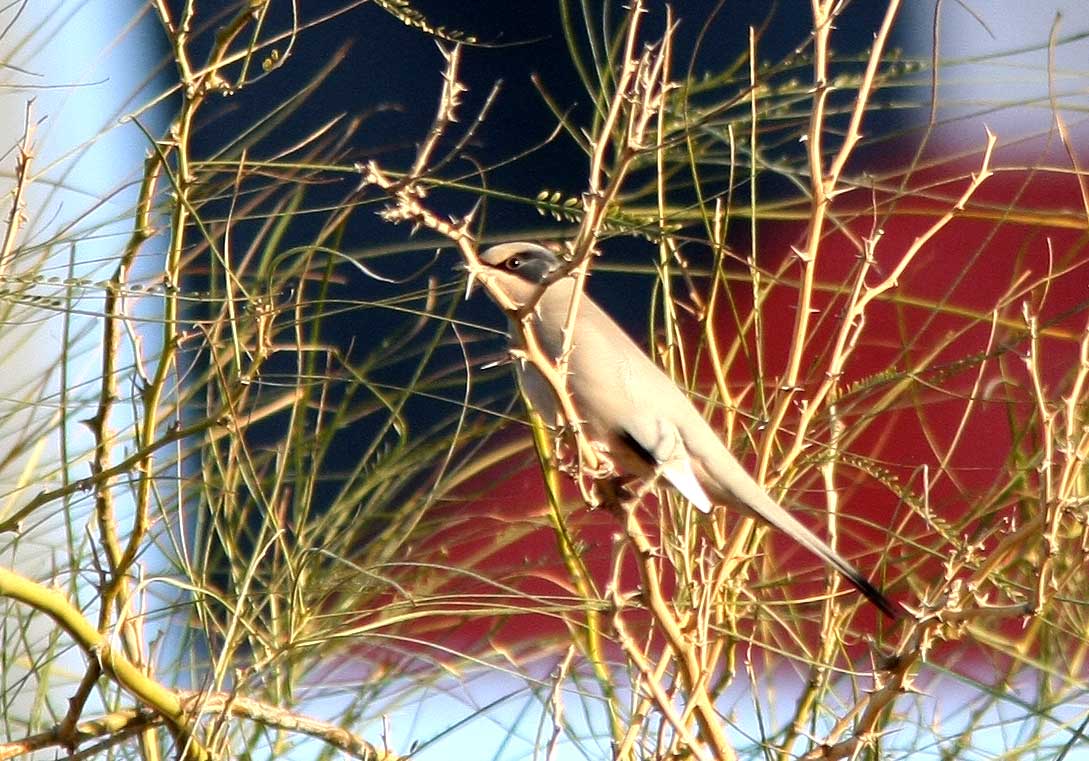 Hypocolius perched on a branch of a tree