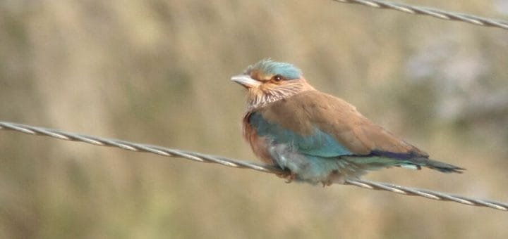 Indian Roller perched on pylon