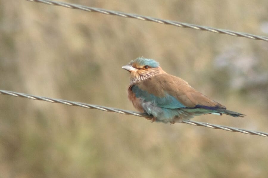 Indian Roller perched on pylon