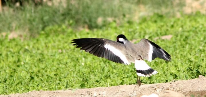 Red-wattled Lapwing taking off