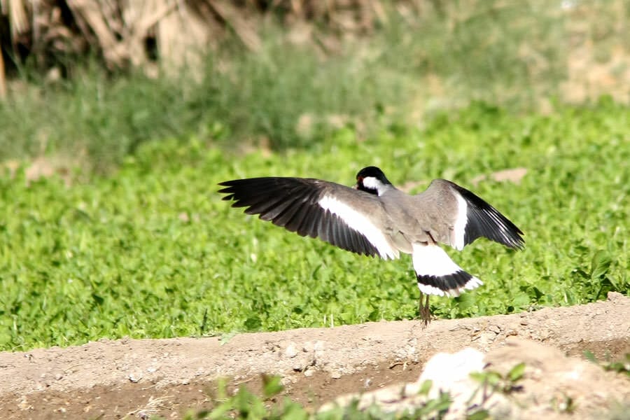 Red-wattled Lapwing taking off