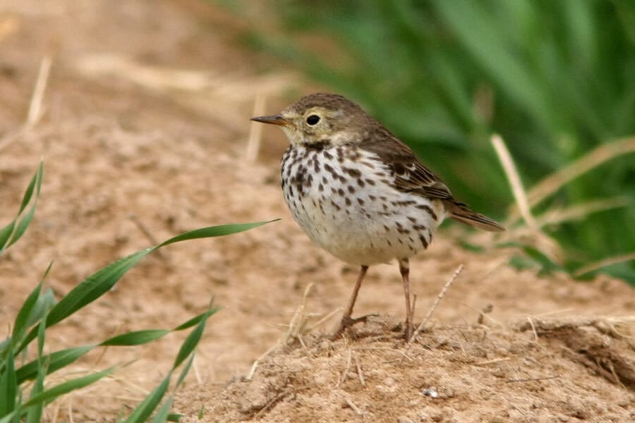 Siberian Buff-bellied standing on the ground