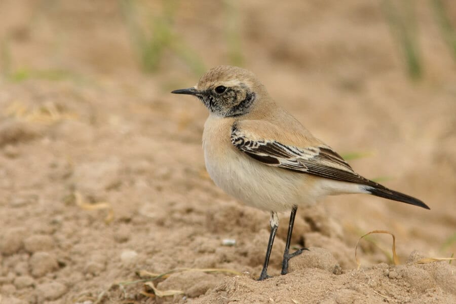 Desert Wheatear standing on the ground