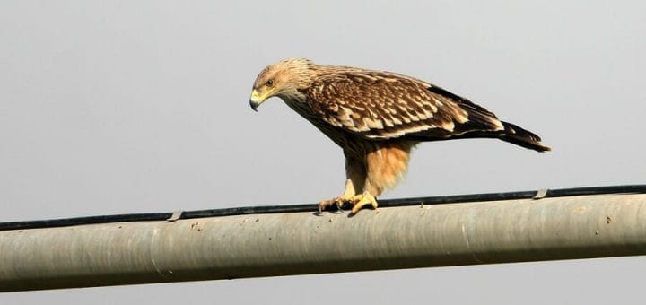 Eastern Imperial Eagle standing on a pipe