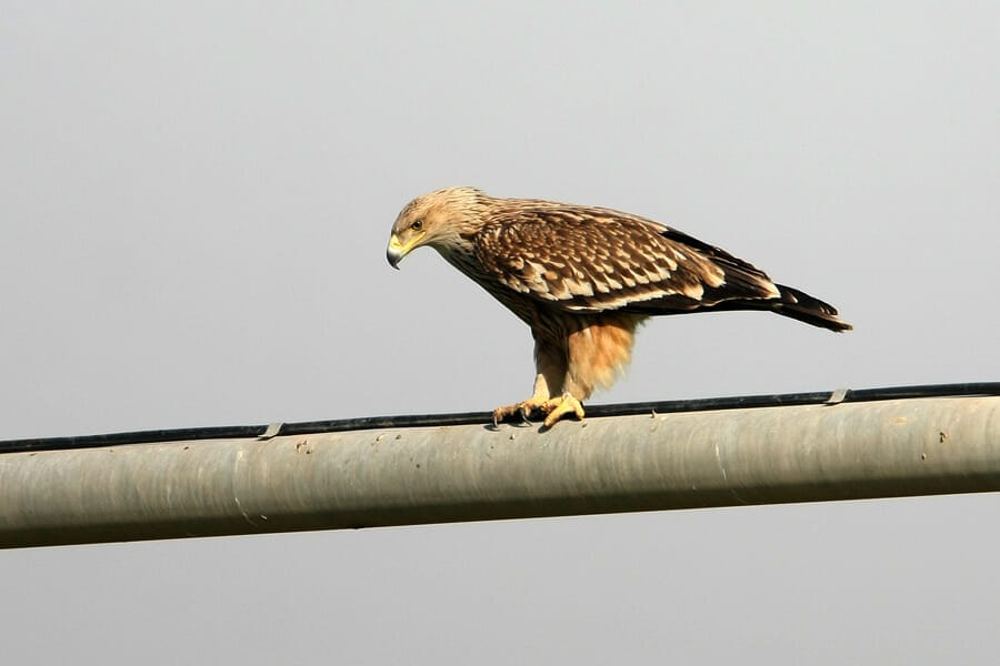 Eastern Imperial Eagle standing on a pipe