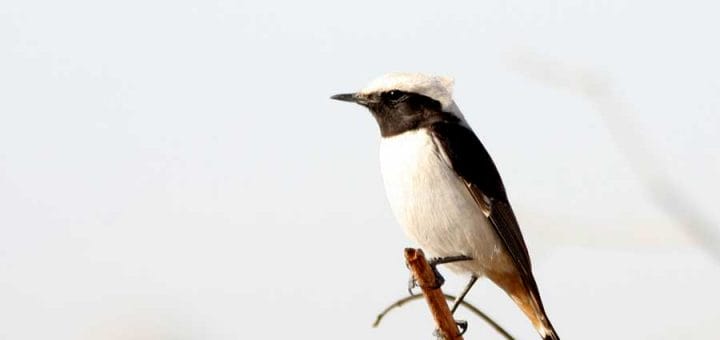 Eastern Mourning perching on top of a stick