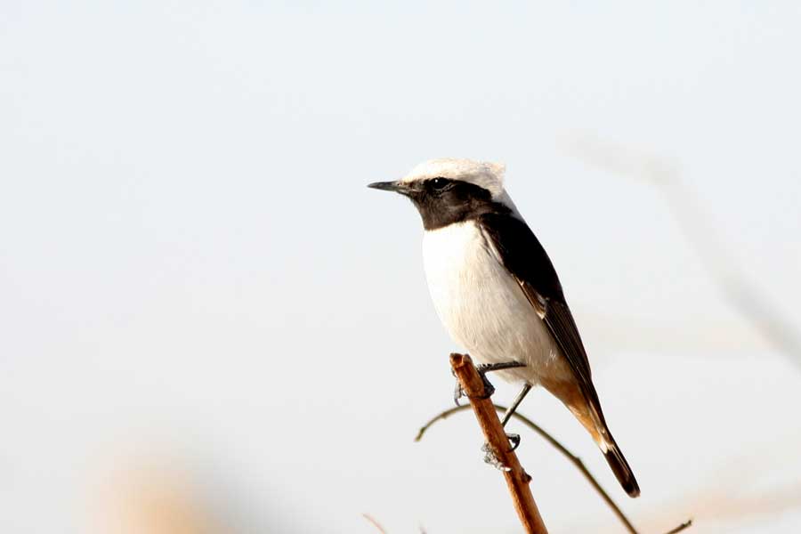 Eastern Mourning perching on top of a stick