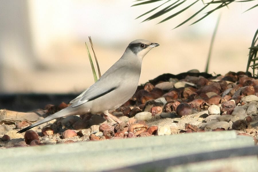 Hypocolius standing on the ground