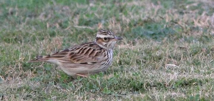 Woodlark sitting on the ground