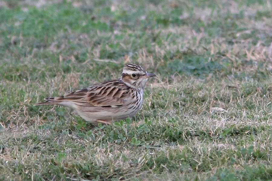 Woodlark sitting on the ground