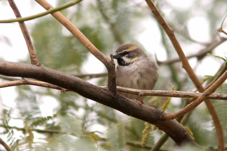 Dead Sea Sparrow perched on a branch of a tree