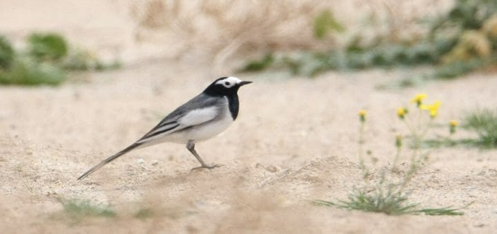 Masked Wagtail standing on the ground