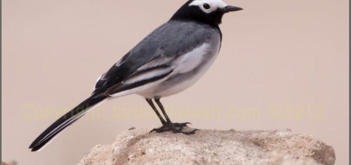 Masked Wagtail standing on a mound