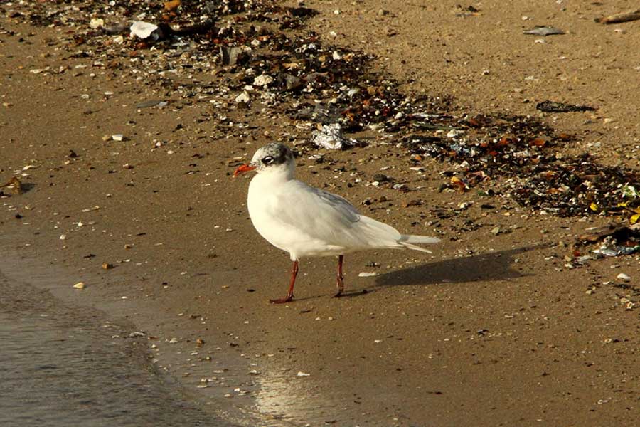 Mediterranean Gull walking close to shoreline