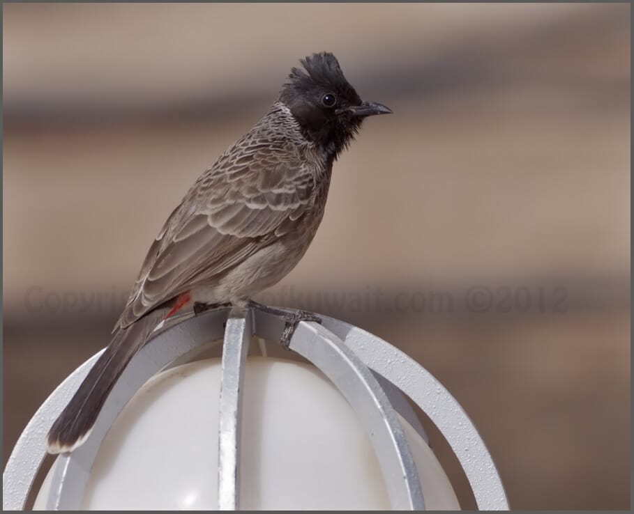 Red-vented Bulbul Pycnonotus cafer 