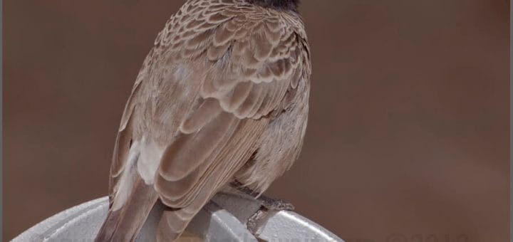 Red-vented Bulbul perched on a light bulb