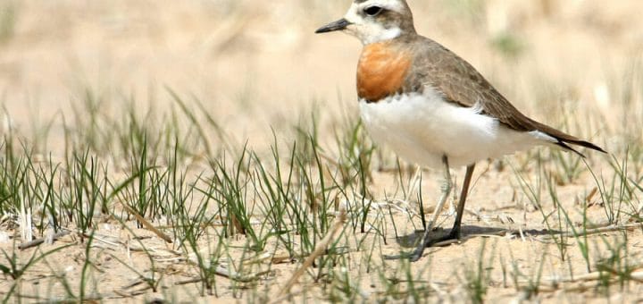 Caspian Plover standing on the ground