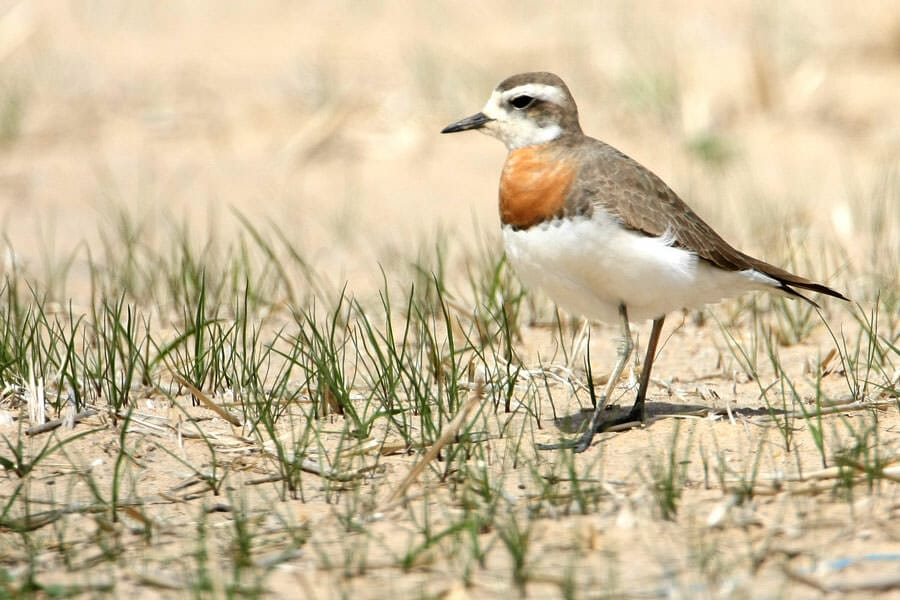 Caspian Plover standing on the ground