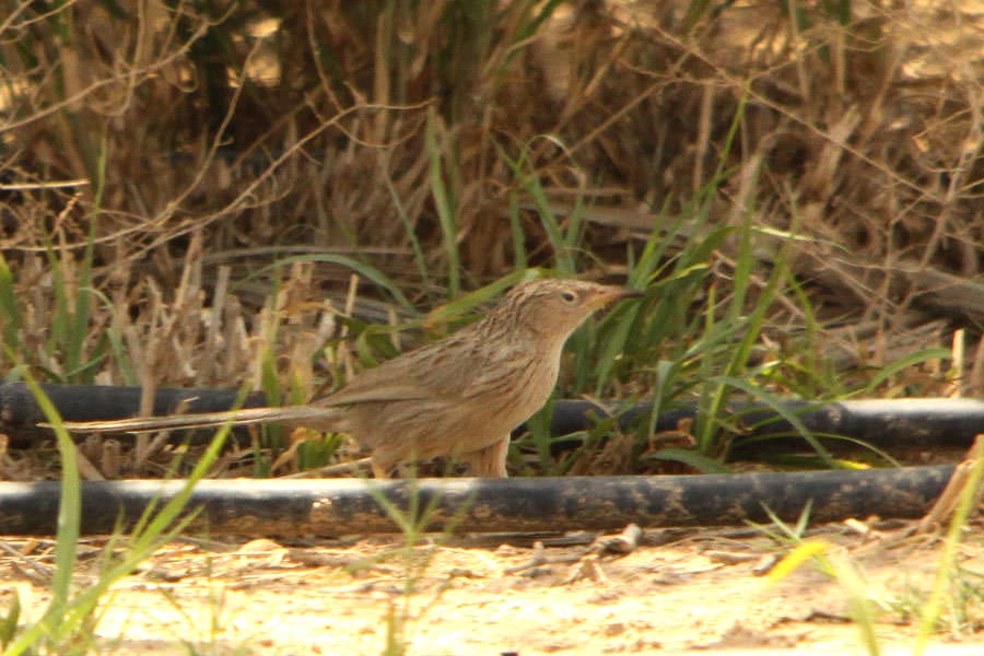 Afghan Babbler standing on the ground