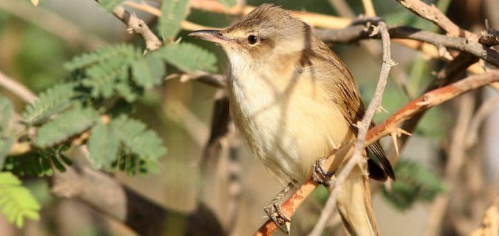 Basra Reed Warbler perched on a branch of a tree