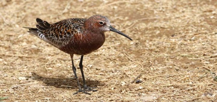 Curlew Sandpiper feeding on the ground