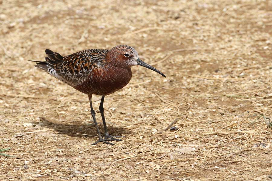 Curlew Sandpiper feeding on the ground