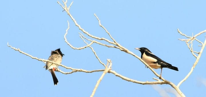 Rose-coloured Starling perched on a branch of a tree