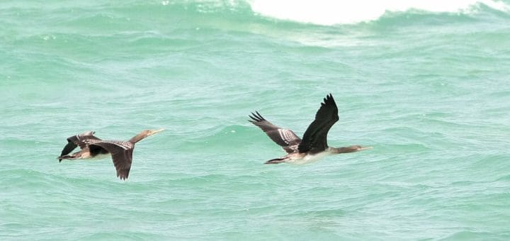Two Socotra Cormorants in flight