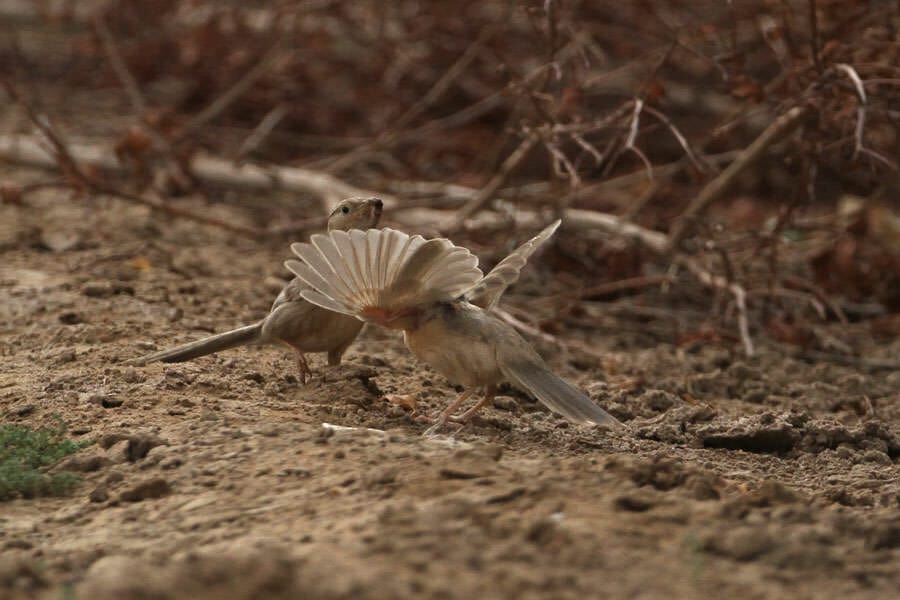 Afghan Babbler feeding its young