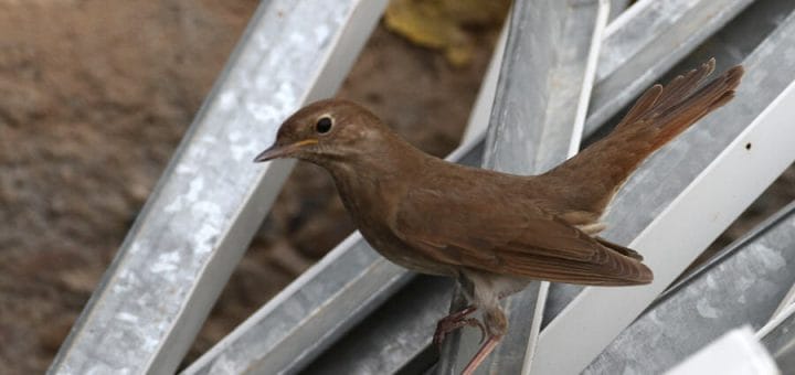Thrush Nightingale perched on rubbish