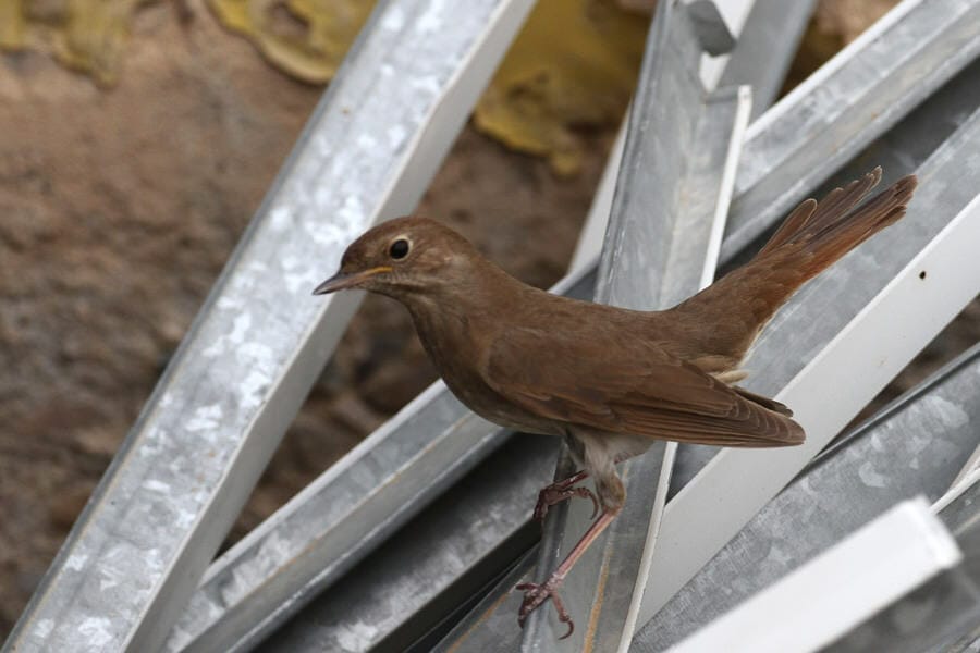 Thrush Nightingale perched on rubbish