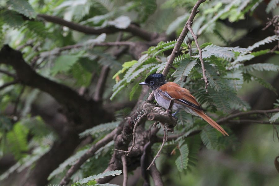 African Paradise Flycatcher perched on a branch of a tree
