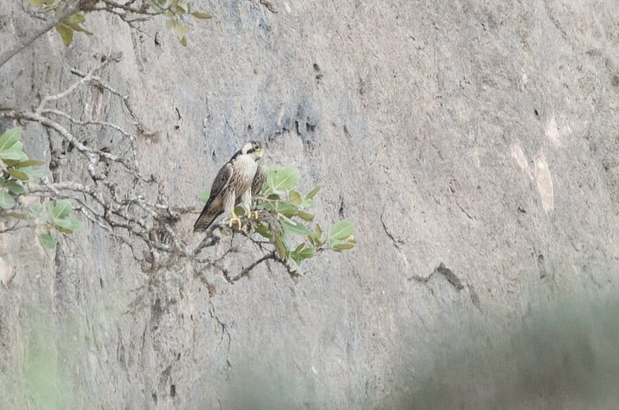 Barbary Falcon perched on a tree