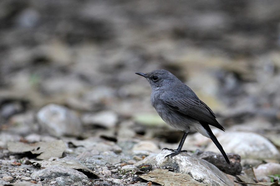 Blackstart perched on a rock