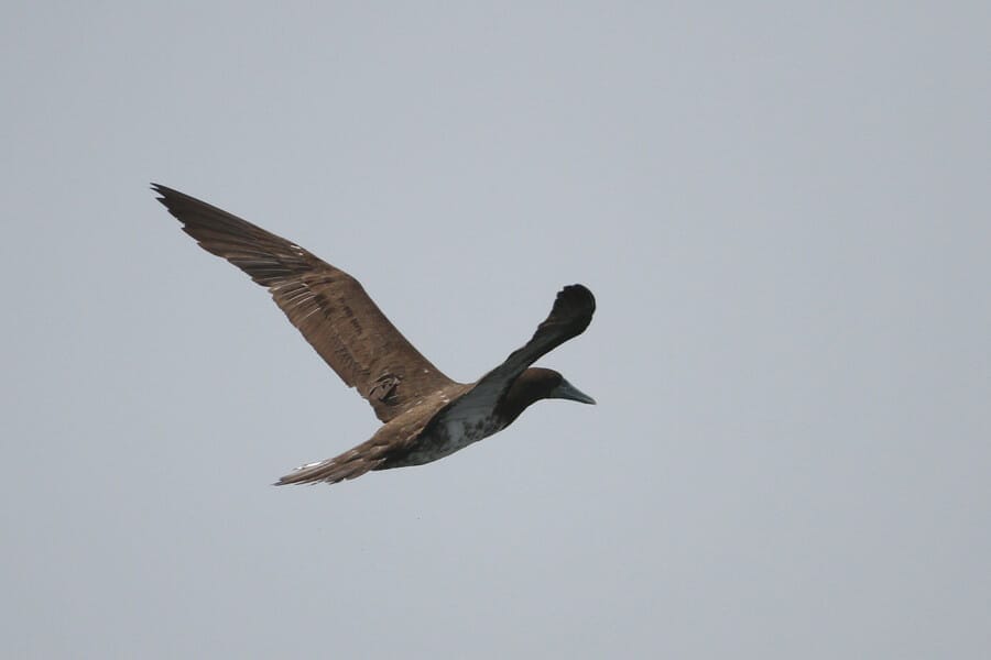 Brown Booby in flight